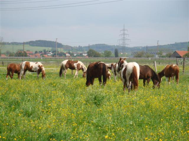 Chrom Ranch Reiterhof Bed & Breakfast Memmingen Eksteriør bilde
